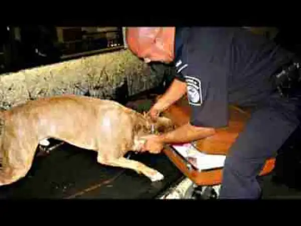 Video: Top 10 Anti DRUGS Dog Breeds - Sniffer Dogs